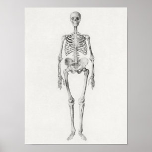 Vintagens anatomiska Illustration Poster