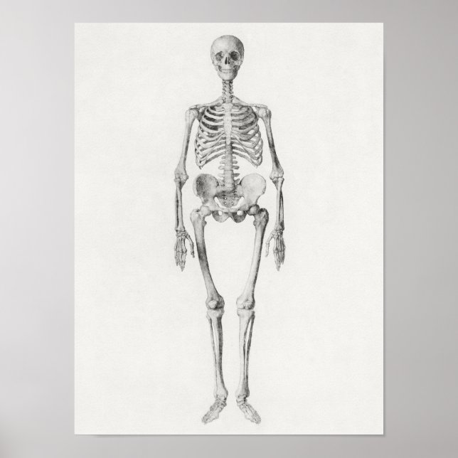Vintagens anatomiska Illustration Poster (Framsidan)