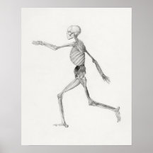 Vintagens anatomiska Illustration Poster