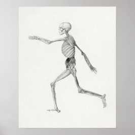 Vintagens anatomiska Illustration Poster