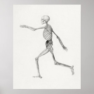 Vintagens anatomiska Illustration Poster