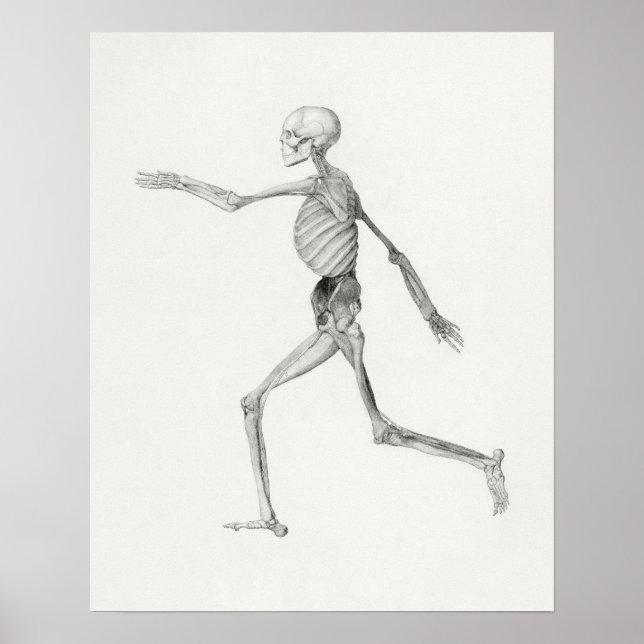 Vintagens anatomiska Illustration Poster (Framsidan)