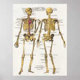 Vintagens anatomiska Illustration Poster