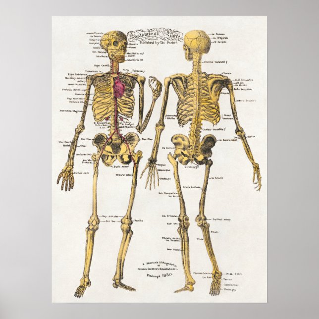 Vintagens anatomiska Illustration Poster (Framsidan)
