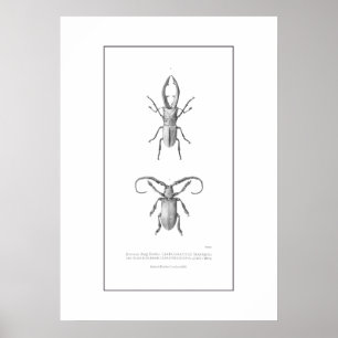 Vintagens beetle-illustration poster