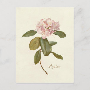 vintagens blommigt rosa azalea botaniskt vykort