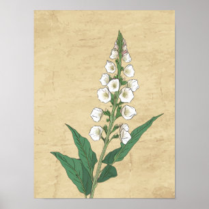 Vintagens botaniska teckning vägg poster