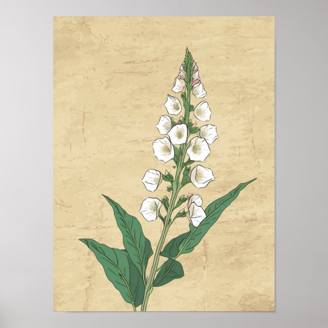 Vintagens botaniska teckning vägg poster (Framsidan)