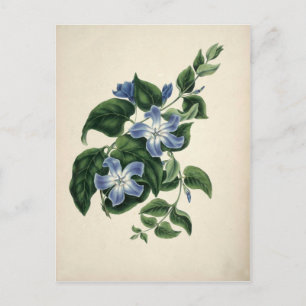 Vintagens botaniska tryck vykort