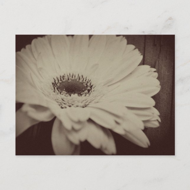 Vintagens Daisy Vykort (Framsida)