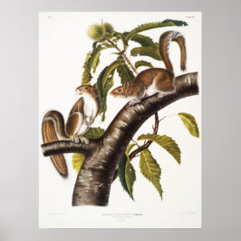 Vintagens ekorrebild poster