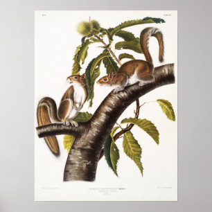 Vintagens ekorrebild poster