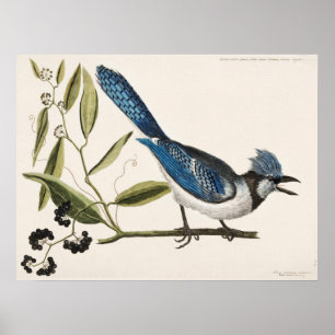 Vintagens fågelbild poster
