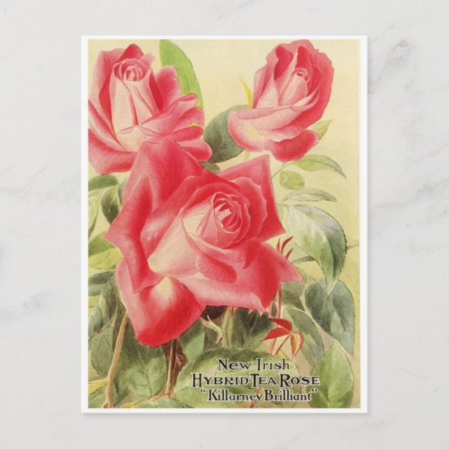 Vintagens grafikkort vykort (Framsida)