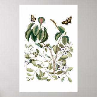 vintagens grönt botanisk poster