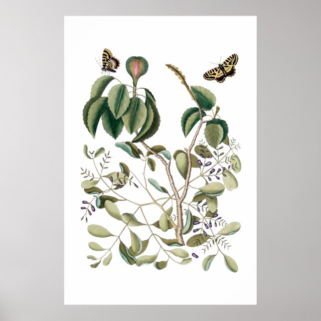 vintagens grönt botanisk poster (Framsidan)