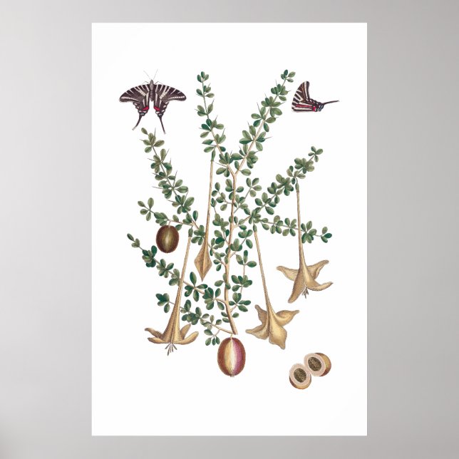 Vintagens grönt botanisk poster (Framsidan)