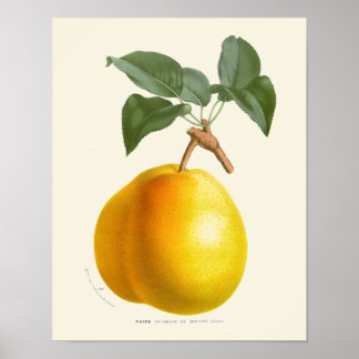 Vintagens Gult Pear Botanical Print Poster