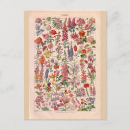 Vintagens historiska blommor vykort