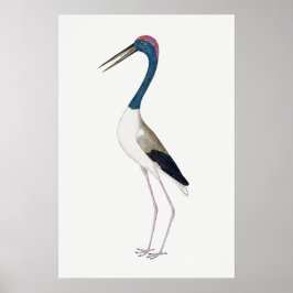 Vintagens illustration Svart-halsband Poster