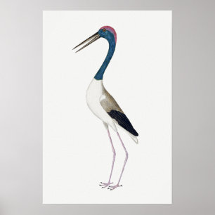 Vintagens illustration Svart-halsband Poster