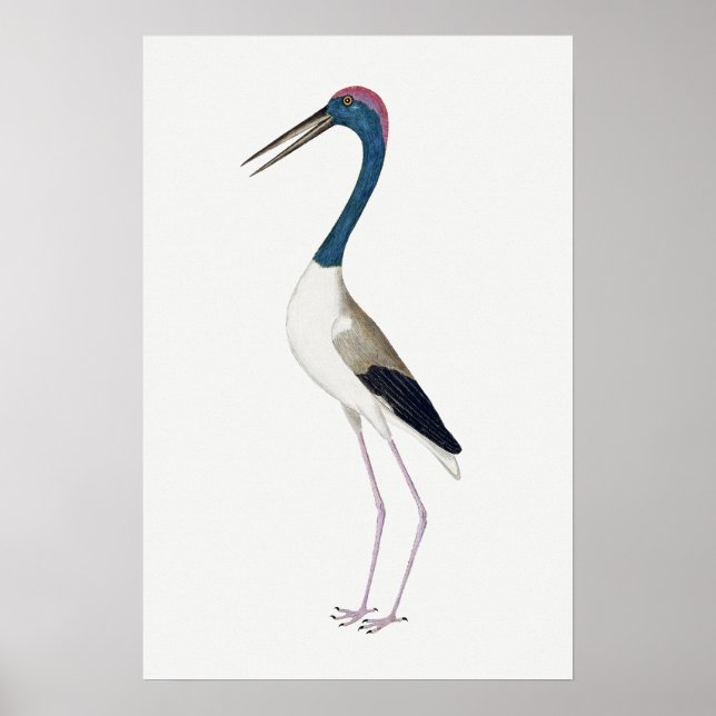 Vintagens illustration Svart-halsband Poster (Framsidan)