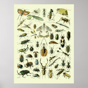 Vintagens Insektra Poster