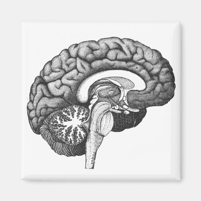 Vintagens medicinska anatomi illustration av männi magnet (Framsidan)