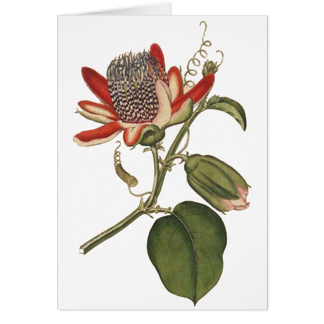 Vintagens passionsblomma OBS kort (Framsidan)