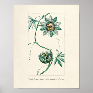 Vintagens passionsblomma poster