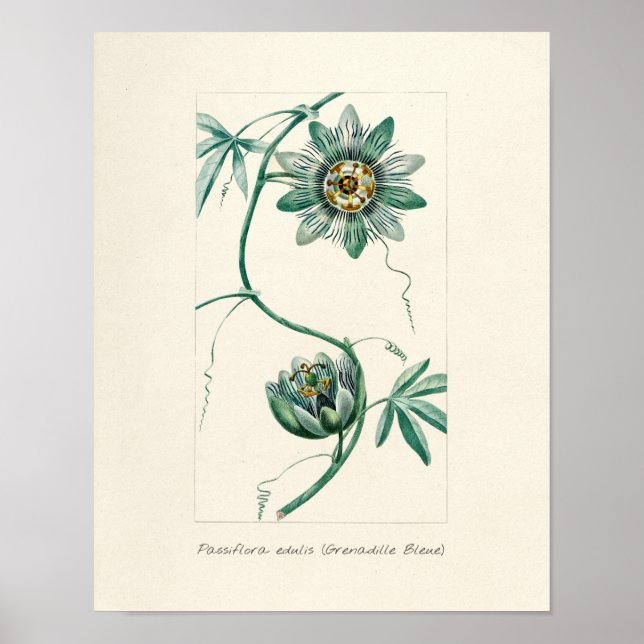 Vintagens passionsblomma poster (Framsidan)