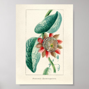 Vintagens passionsblomma poster