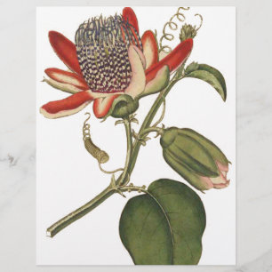 Vintagens passionsblomma reklamblad