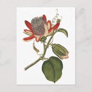 Vintagens passionsblomma vykort