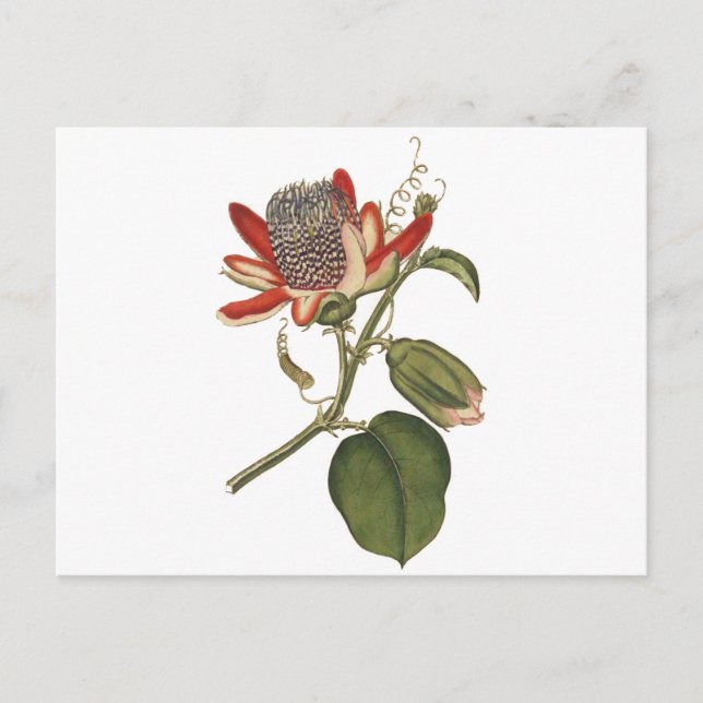 Vintagens passionsblomma vykort (Framsida)