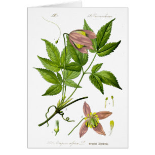 Vintagens Rosa Flower Hälsningskort