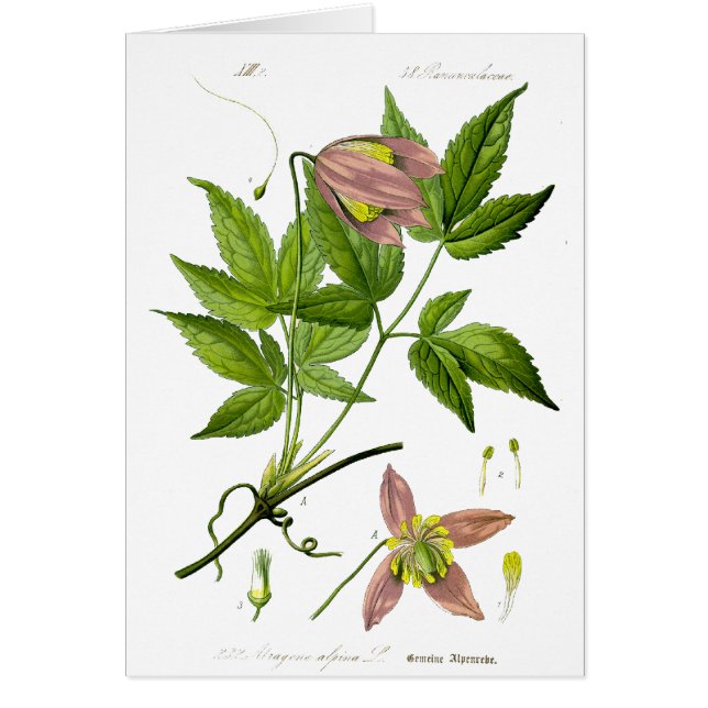 Vintagens Rosa Flower Hälsningskort (Framsidan)