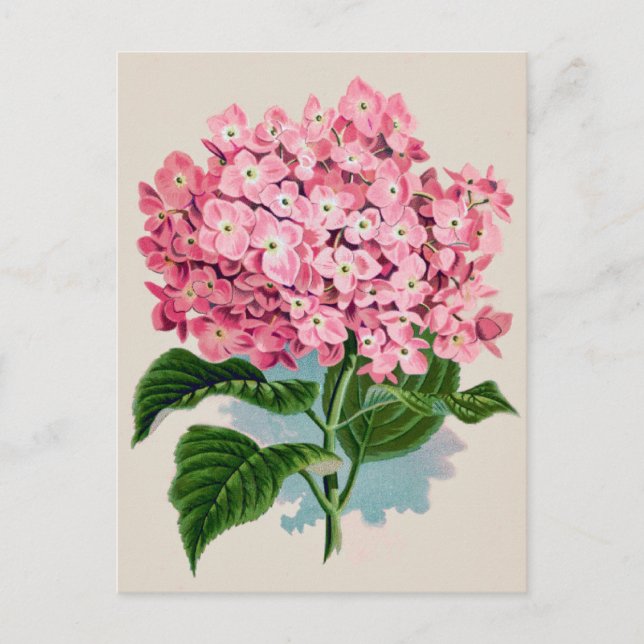 Vintagens Rosa Hydrangea Flower Postcard Vykort (Framsida)