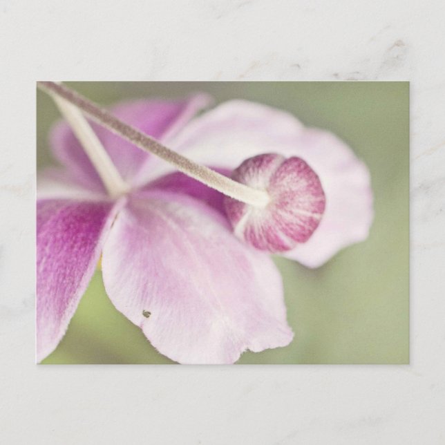 Vintagens Rosa Vykort (Framsida)