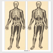 Vintagens skelett illustration åldras vismiskt