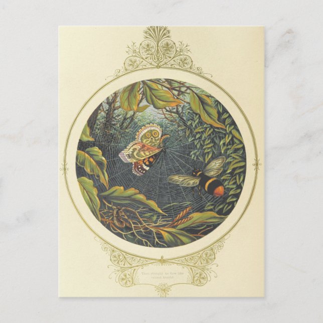 Vintagens vykort för Insekt (Framsida)