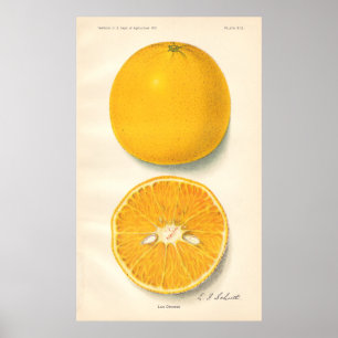 Vintageorangeaffisch Poster