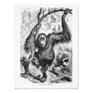 VintageOrangutanillustration - apa 1800's Fototryck