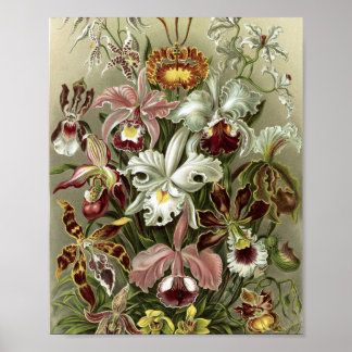 Vintageorkidéer Botanisk Illustration Poster