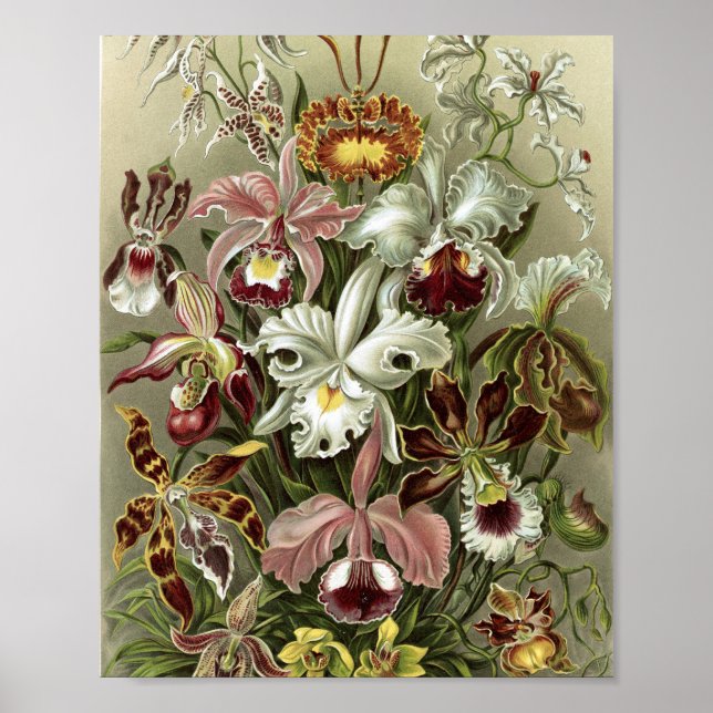 Vintageorkidéer Botanisk Illustration Poster (Framsidan)