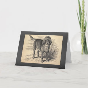 VintageOtterhoundhälsningar Kort