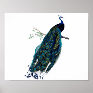Vintagepåfågelillustration Poster