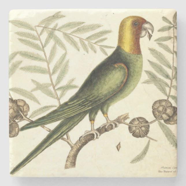 Vintagepapegoja av den Carolina Underlägg Sten (Framsidan)