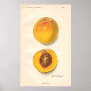Vintagepersikaaffisch Poster