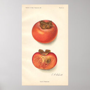 VintagePersimmonaffisch Poster